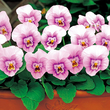 739-FBR808.jpg?202603041439