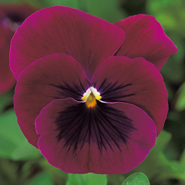 739-FBR869.jpg?202602031613