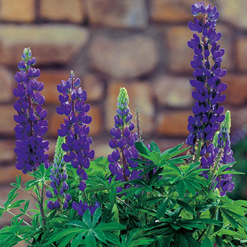 ルピナス（昇り藤）・ミニギャラリー ピュアブルー| 種・苗