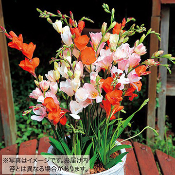 球根セット｜タキイネット通販【公式】(4ページ目)