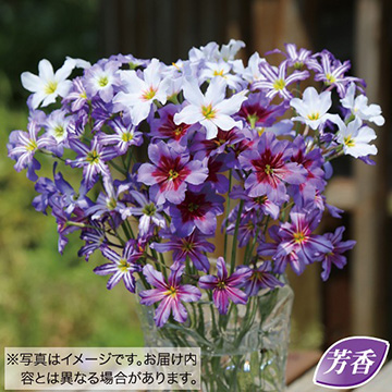 球根セット｜タキイネット通販【公式】(4ページ目)