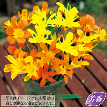 球根セット｜タキイネット通販【公式】(4ページ目)