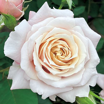 バラ・希成 農水省品種登録出願中(品種名:KEIHAKINARI)| 種・苗