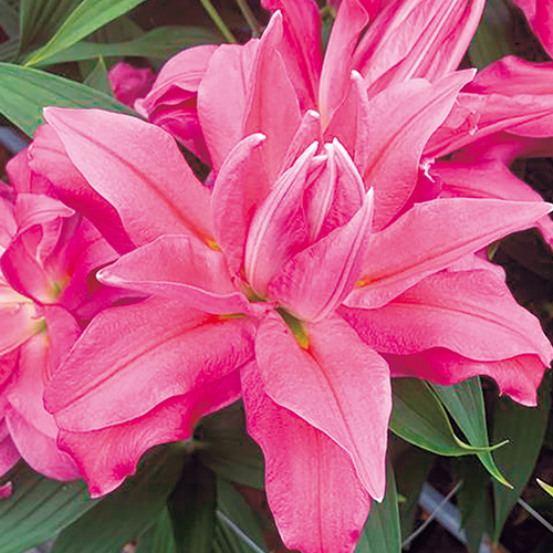 花梅・鹿児島紅梅| 種・苗・ガーデニング用品の【タキイネット通販】