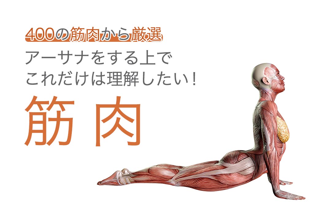初めての「アーサナ解剖学講座」入門シリーズ ヨガ講師・鍼灸師