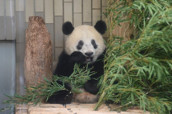 パンダのシャンシャンが日齢460日を迎えました | 上野が、すき。