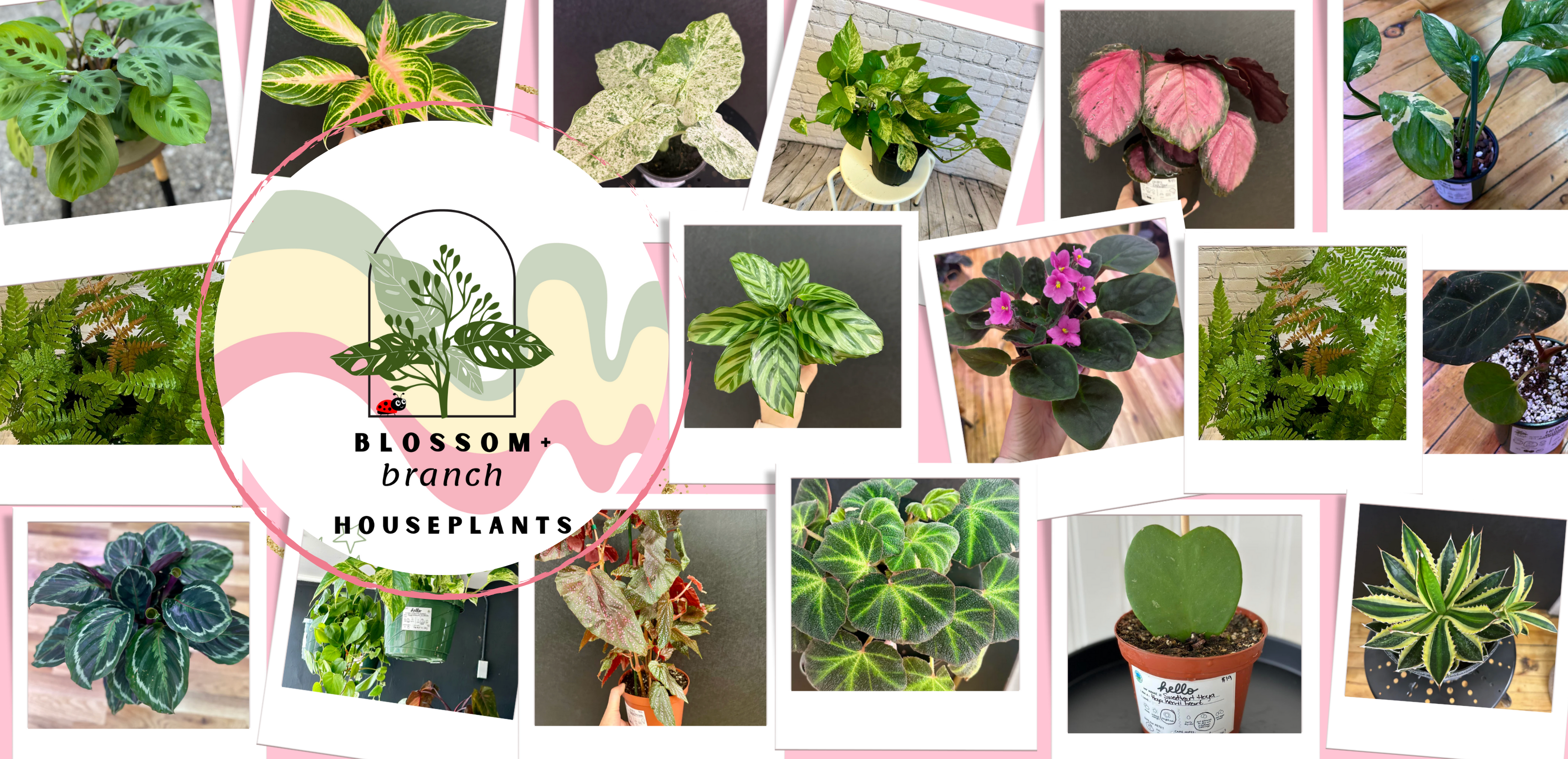 Super Nova ZZ Plant 5in – Blossom + Branch Houseplants