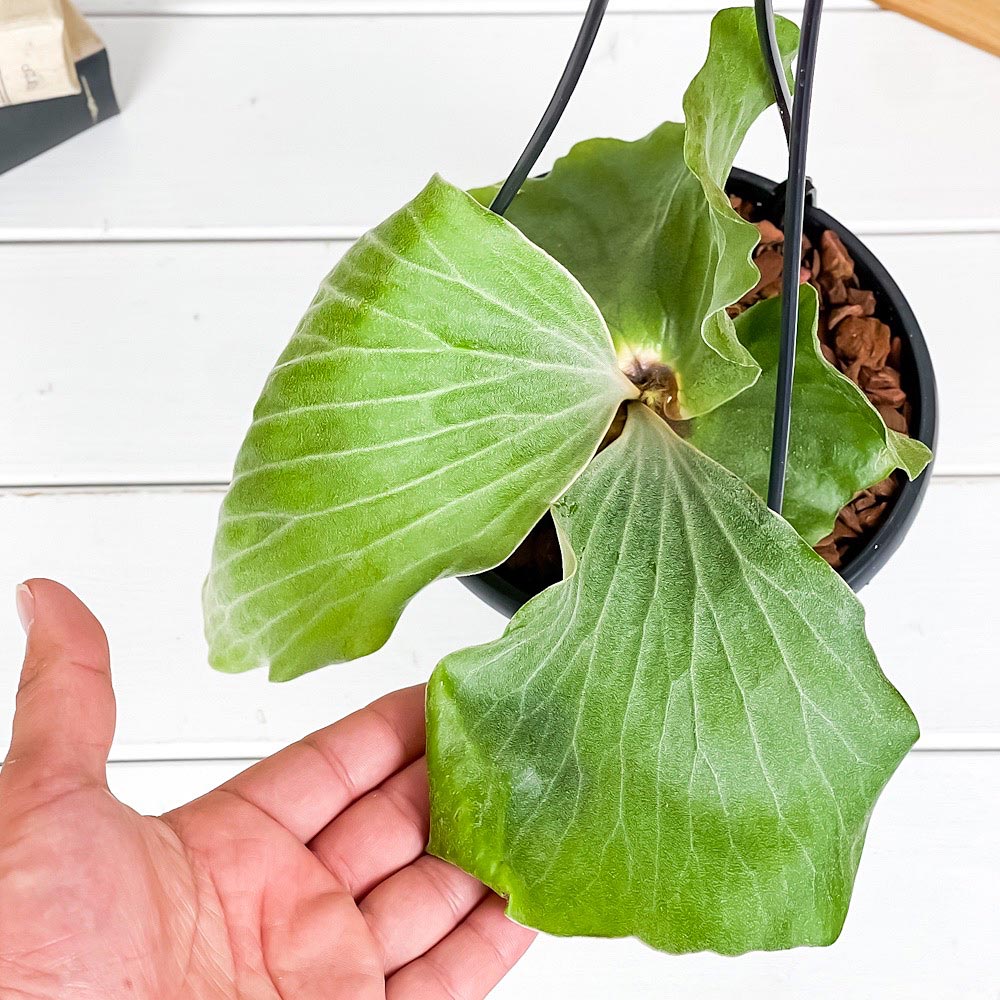 PLANCHU 観葉植物 プラティケリウム アンゴレンセ 5号吊り鉢 育て方