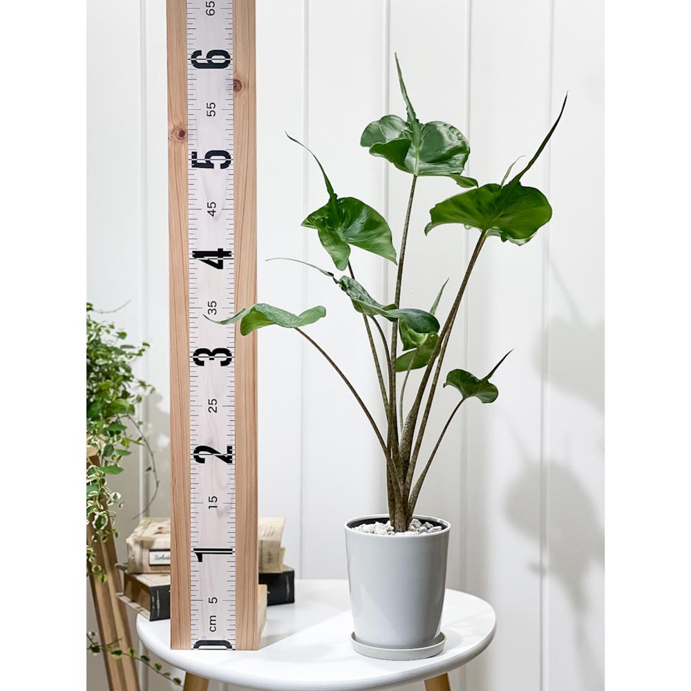 PLANCHU 観葉植物 アロカシア スティングレイ 4号鉢 受け皿付き 育て方