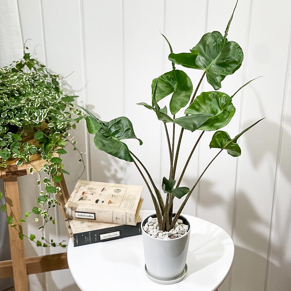 PLANCHU 観葉植物 アロカシア スティングレイ 4号鉢 受け皿付き 育て方