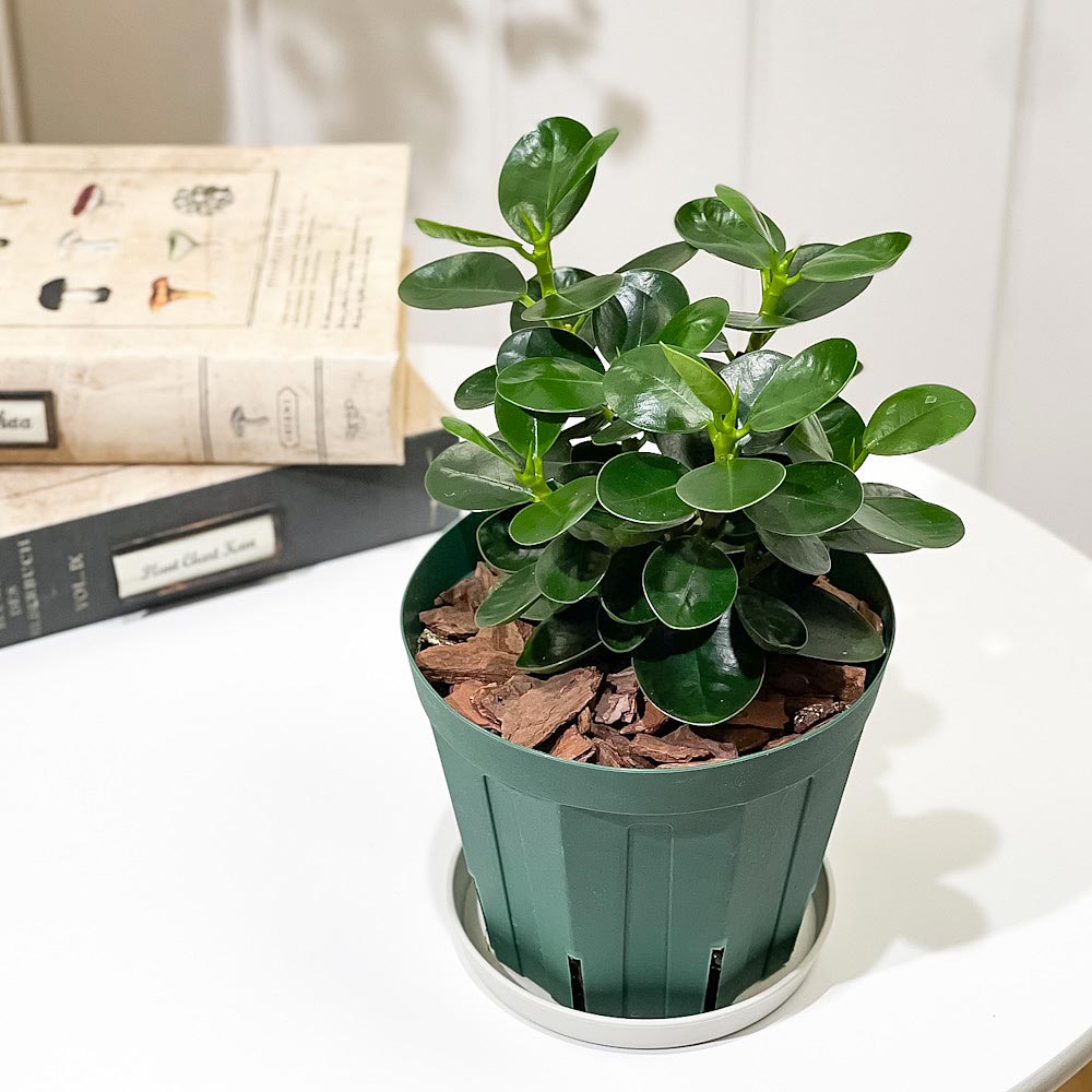 PLANCHU 観葉植物 ガジュマル コパンダガジュマル 4号スリット鉢