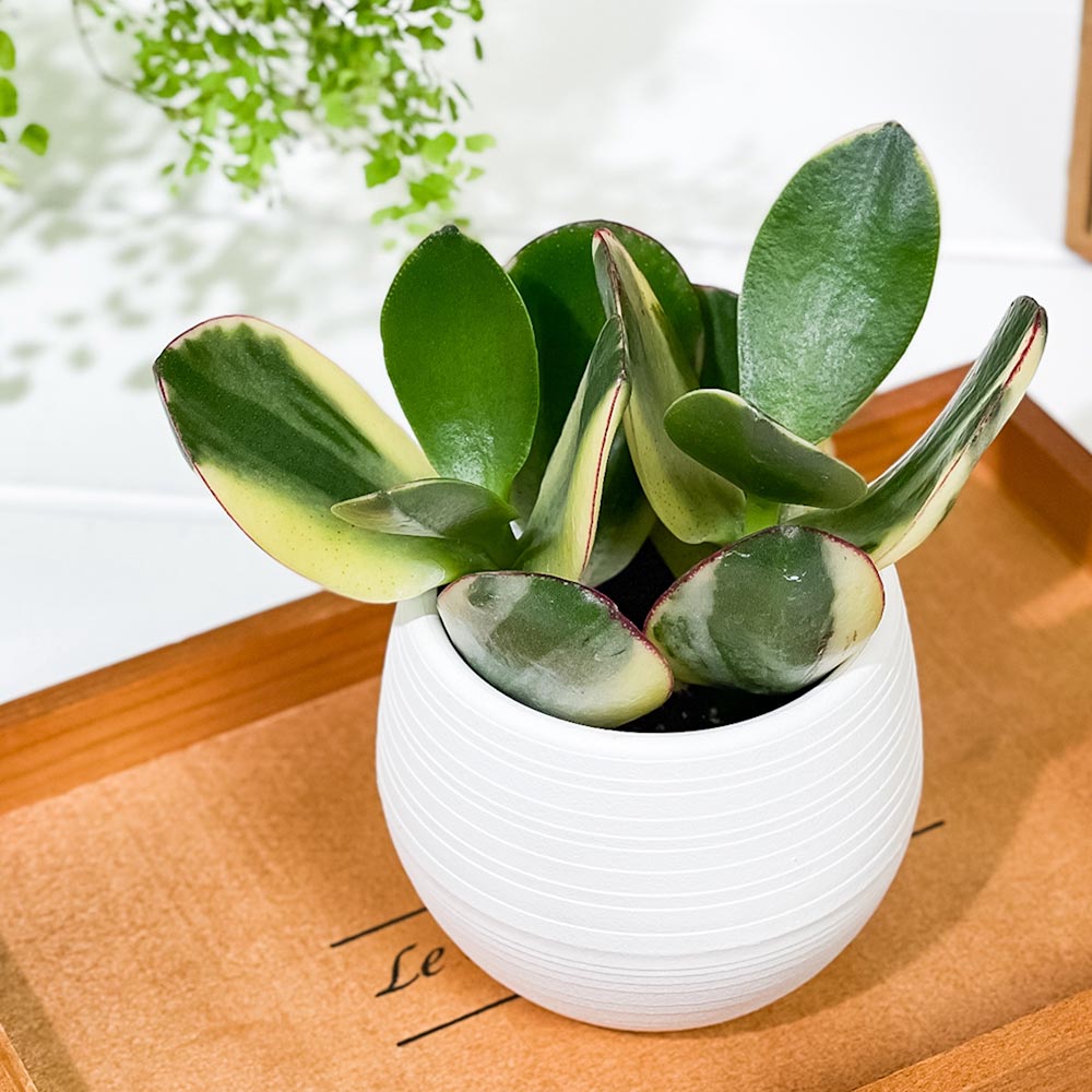 PLANCHU 観葉植物 クラッスラ 金のなる木 花月 斑入り 3号丸鉢 受け皿