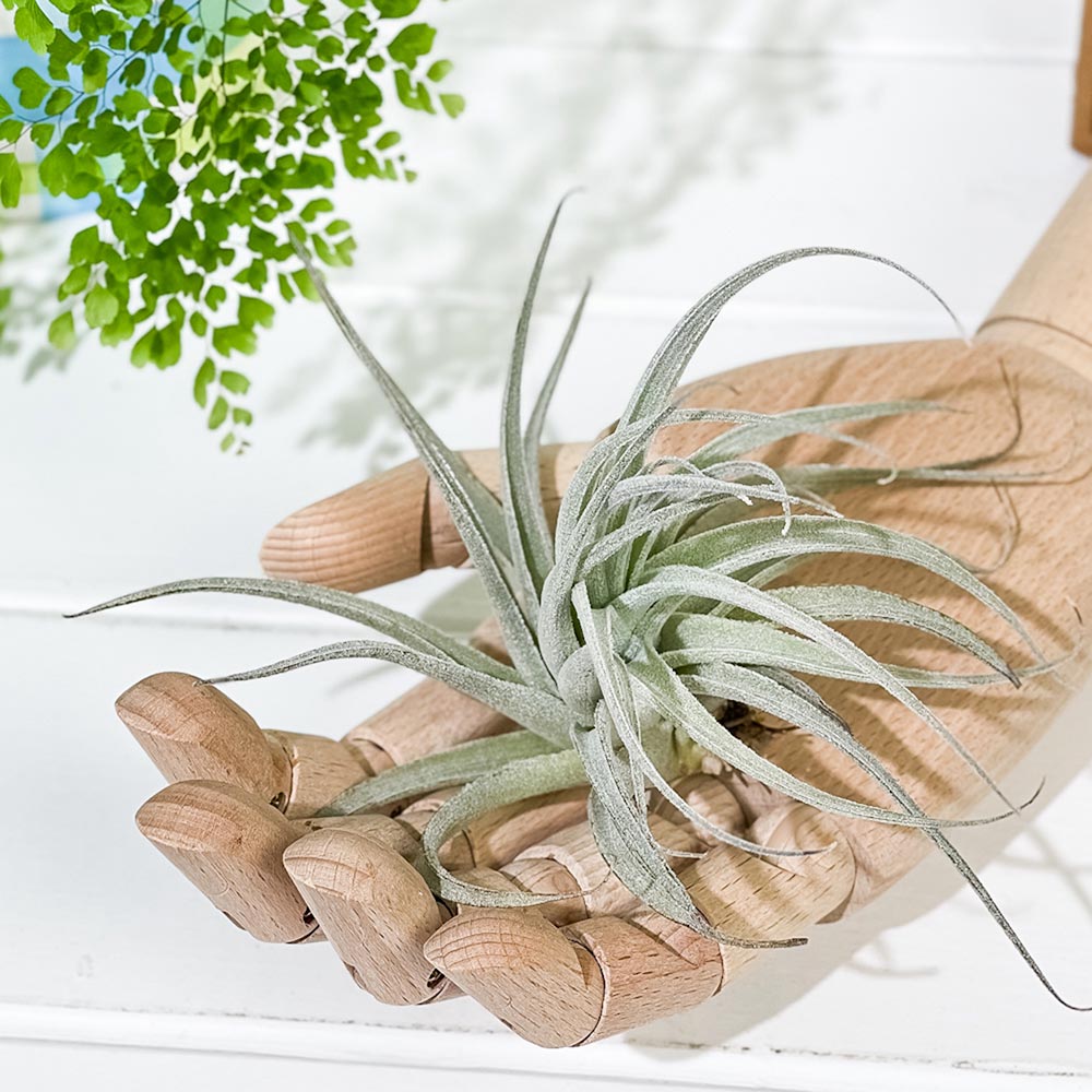 PLANCHU エアプランツ ティランジア レクルビフォリア サブセクンディ