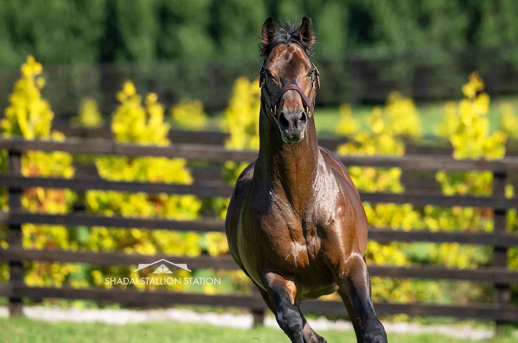社台スタリオンステーション