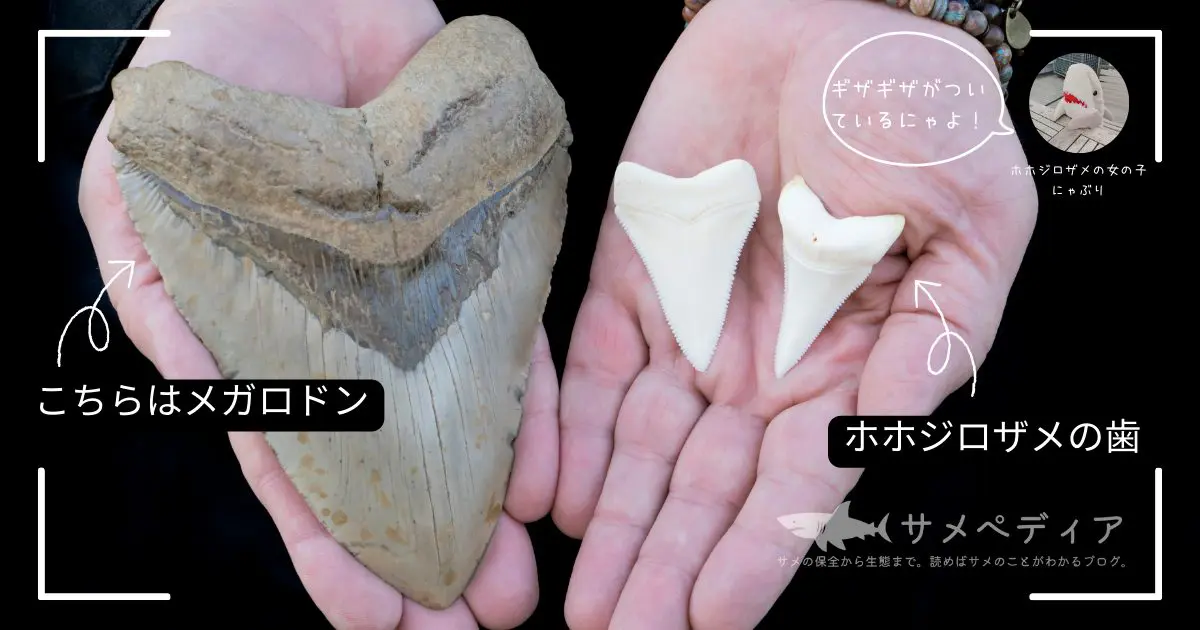 ホホジロザメの歯の数は何本？知られざる秘密を解説 - サメぺディア by