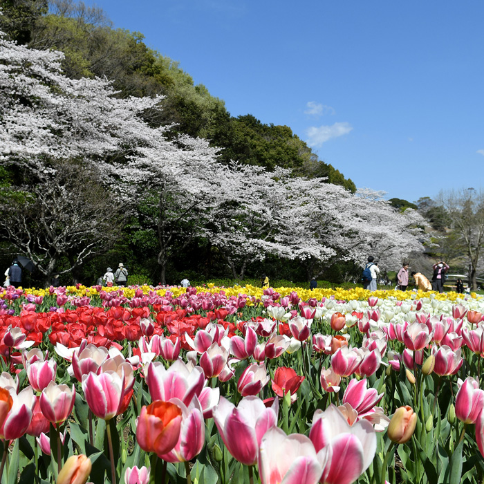 浜名湖花博2024 はままつフラワーパーク会場！ | 静岡県信用金庫協会