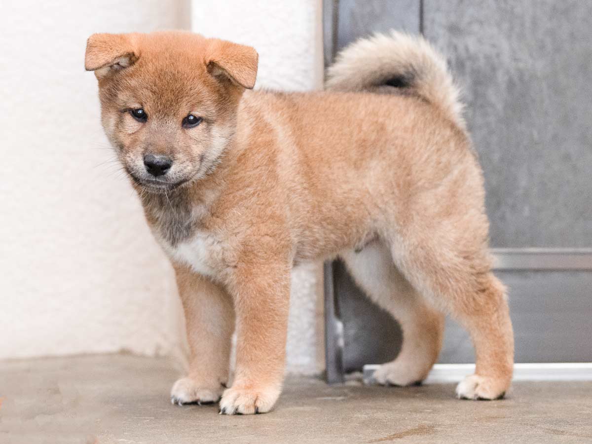 赤柴オス子犬】ID4594の価格・血統・保証内容｜安心の購入ガイド【埼玉