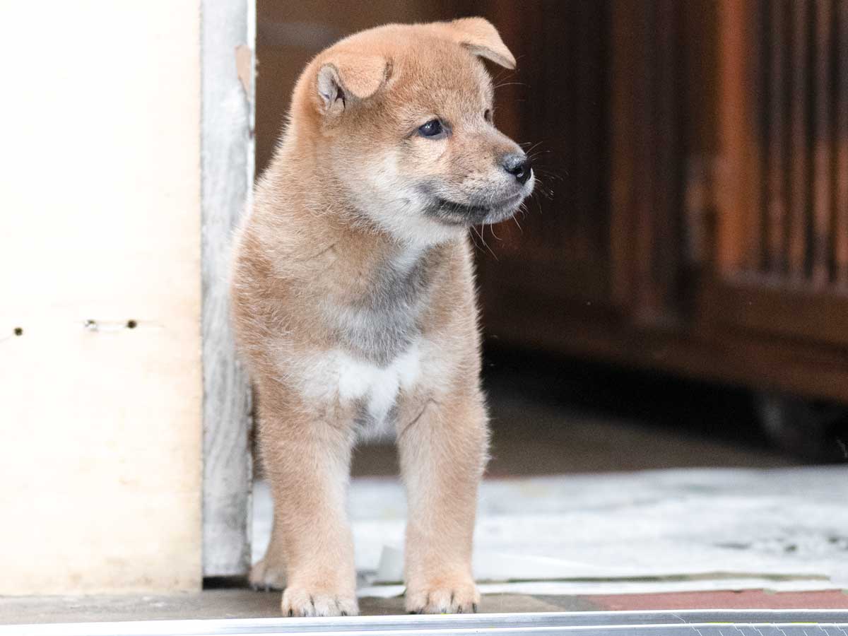 赤柴オス子犬】ID4594の価格・血統・保証内容｜安心の購入ガイド【埼玉