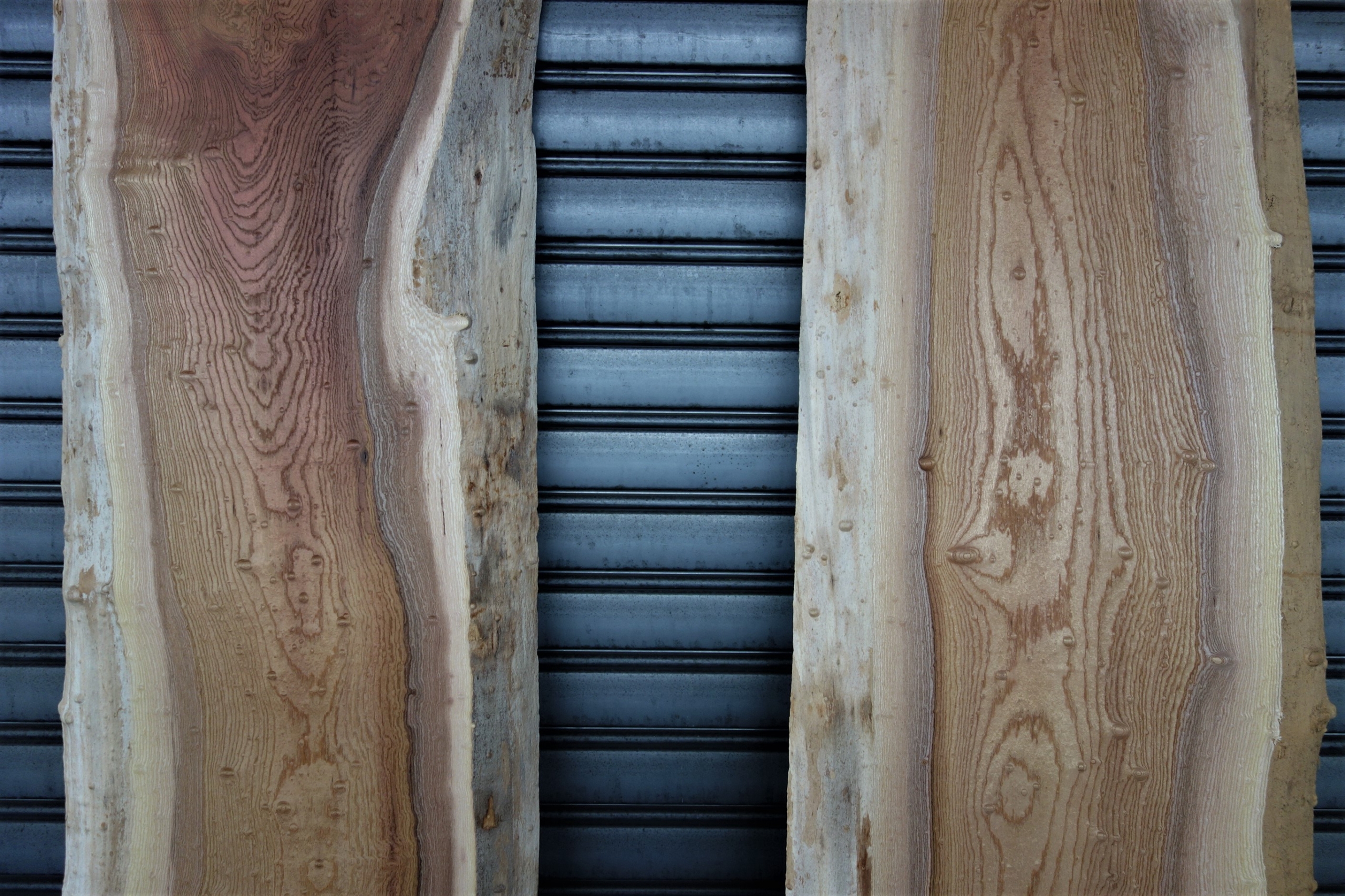 欅 決して極上ではない玉杢 - 新発田屋 木材倉庫