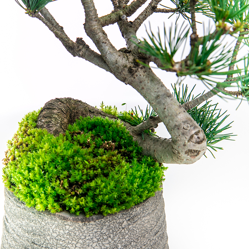 五葉松 | 株式会社 四季彩グリーン