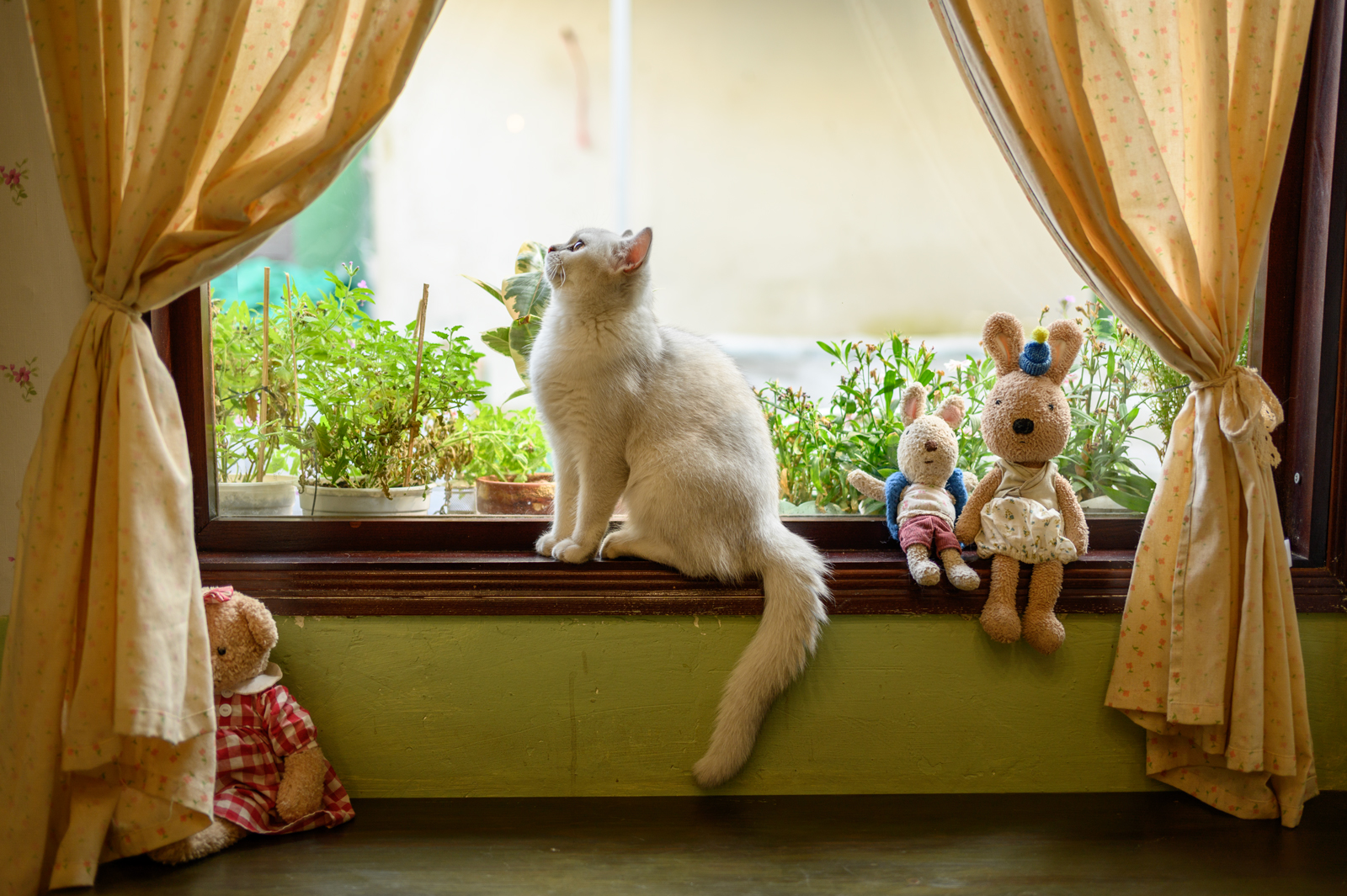 NIKKOR Z 40mm f/2+Nikon Z6で猫を撮影してみた - shimaの写真散歩