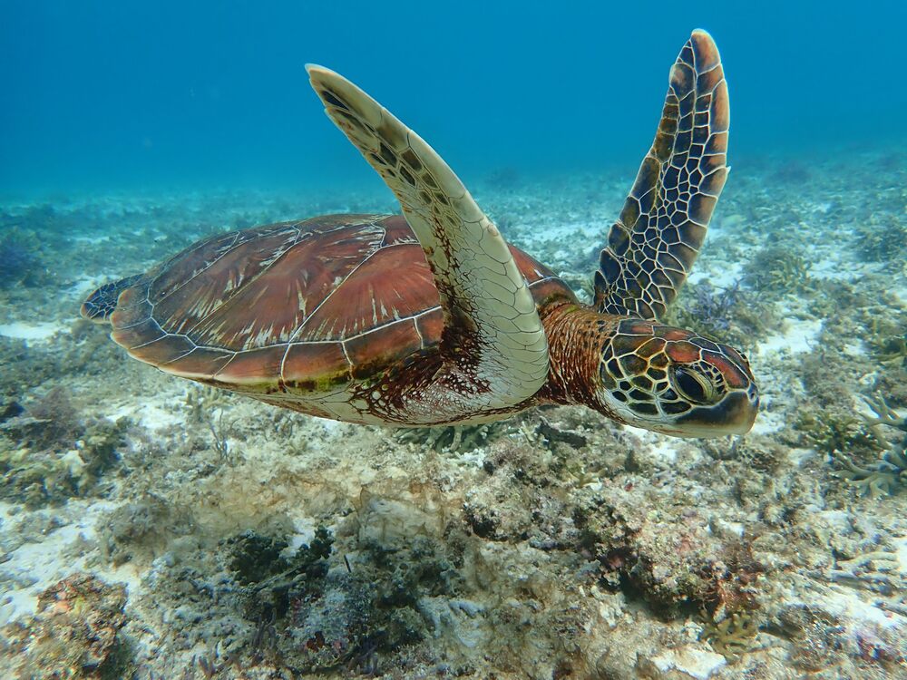 幻の島「ユニの浜」上陸＆ウミガメシュノーケリング&シーカヤック｜3