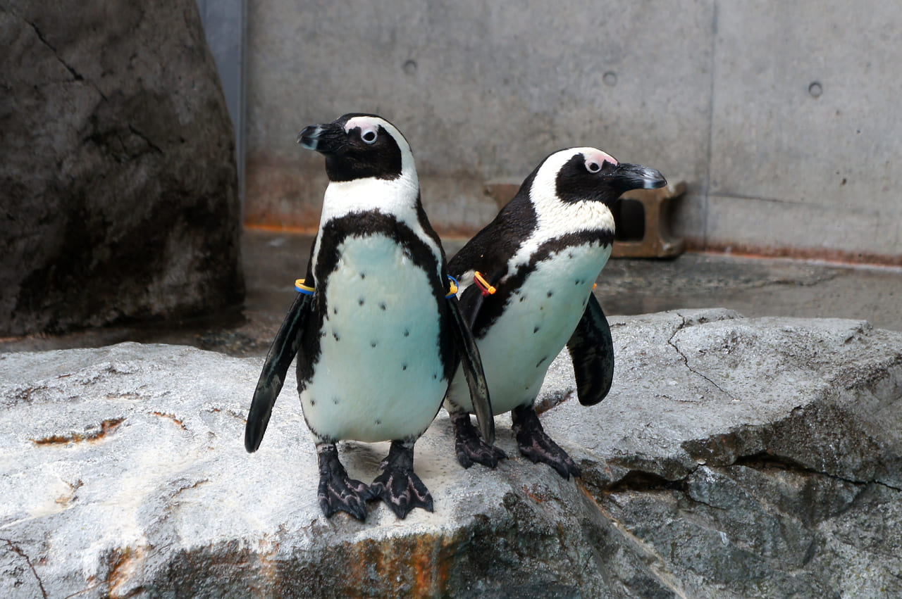 下関市】日本最大級のペンギン展示施設、海響館のペンギン村♪5月30日