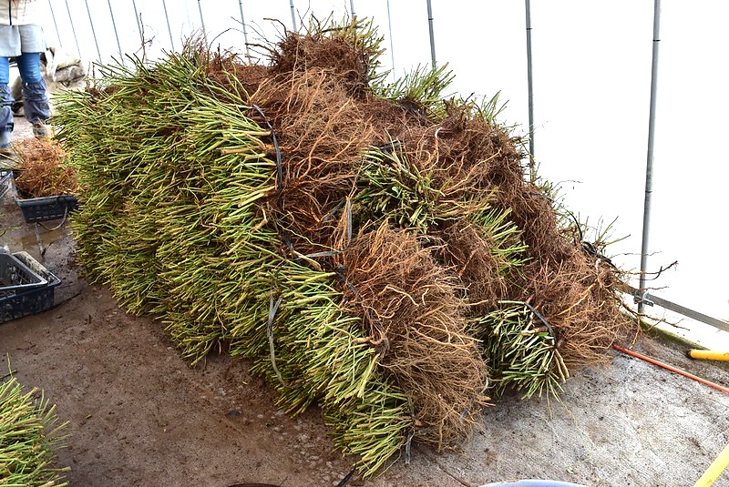 冬季限定】22-23冬シーズンのノイバラの台木、発売！ | | 篠宮バラ園