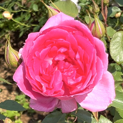 濃いピンク | 篠宮バラ園