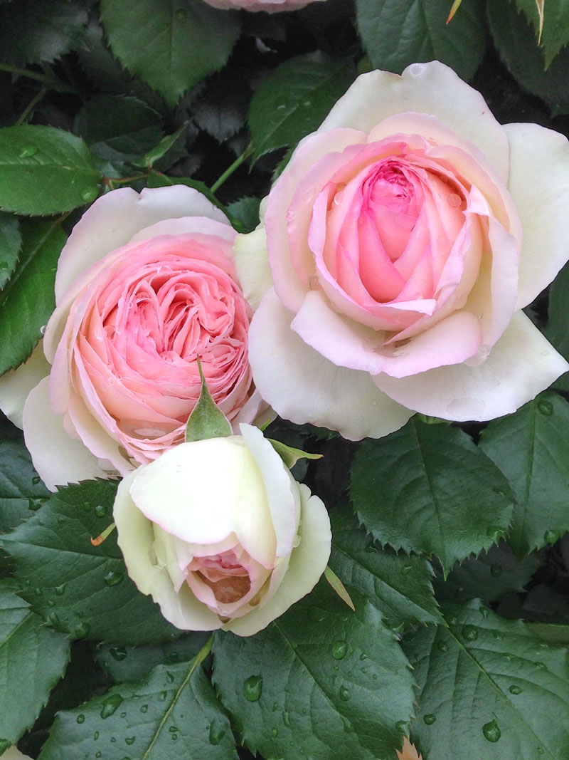 ピエール ド ロンサール ｜バラ苗の通販の篠宮バラ園