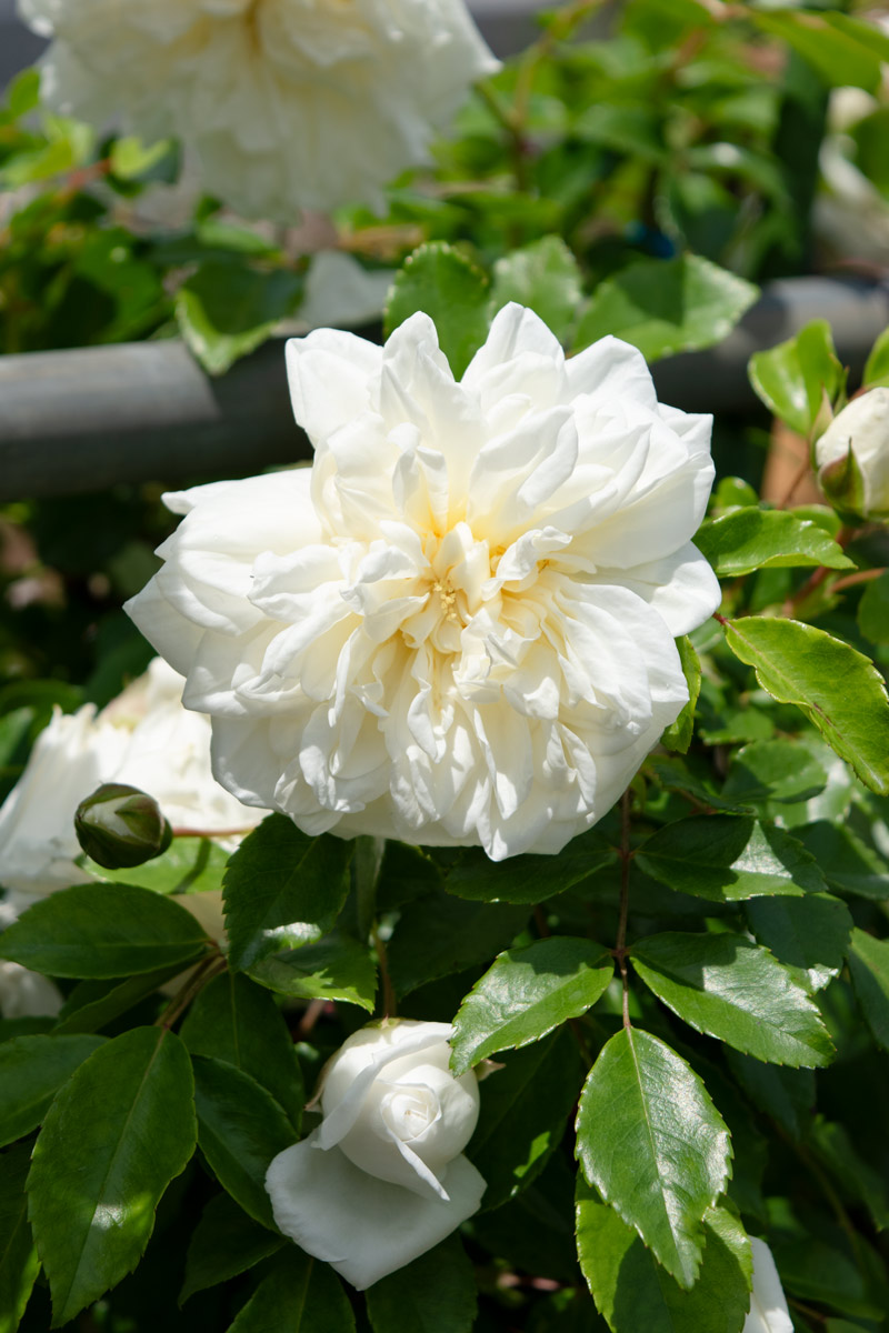 アルベリック バルビエ｜バラ苗の通販の篠宮バラ園