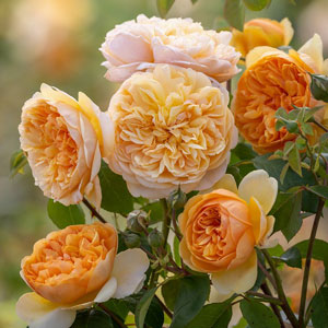 ロアルド ダール ｜バラ苗の通販の篠宮バラ園