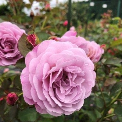 新商品・追加入荷 | バラ苗の通販の篠宮バラ園