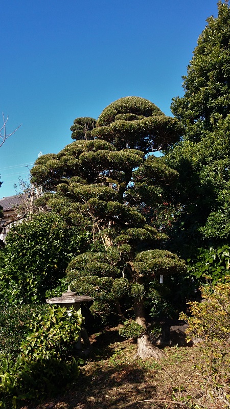 商品紹介（イヌマキ【犬槙】） - 伸松園