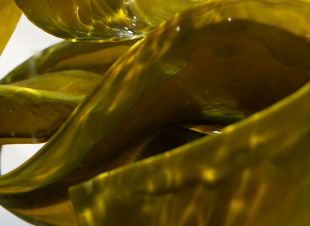 日高昆布フェイスマスク | SHIROオフィシャルサイト