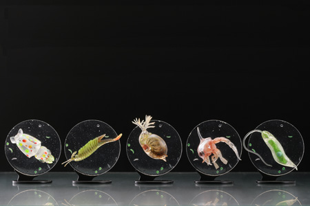 ミクロコスモス～プランクトン大全～ | 博物と古物の奇妙な雑貨店