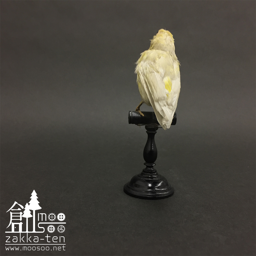 フランスの鳥の剥製03 | 博物と古物の奇妙な雑貨店 シュレディンガーの