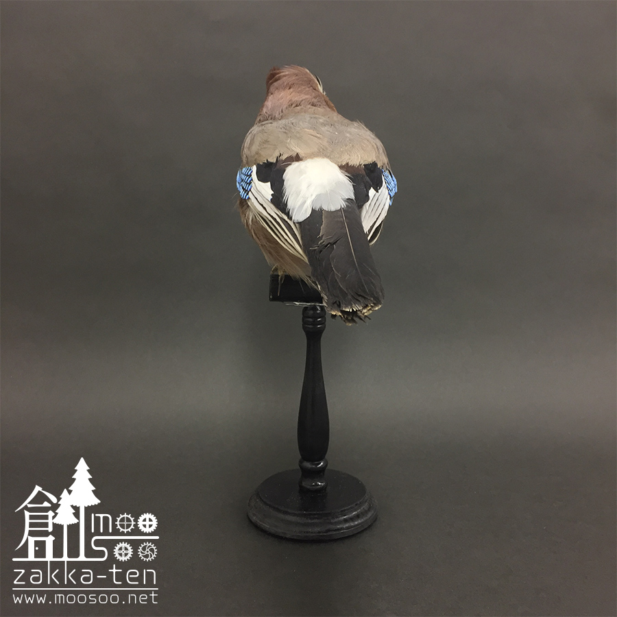 フランスの鳥の剥製05 | 博物と古物の奇妙な雑貨店 シュレディンガーの