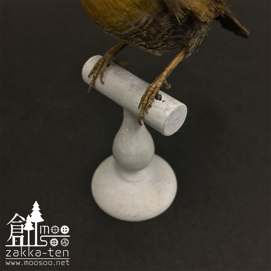 フランスの鳥の剥製01 | 博物と古物の奇妙な雑貨店 シュレディンガーの