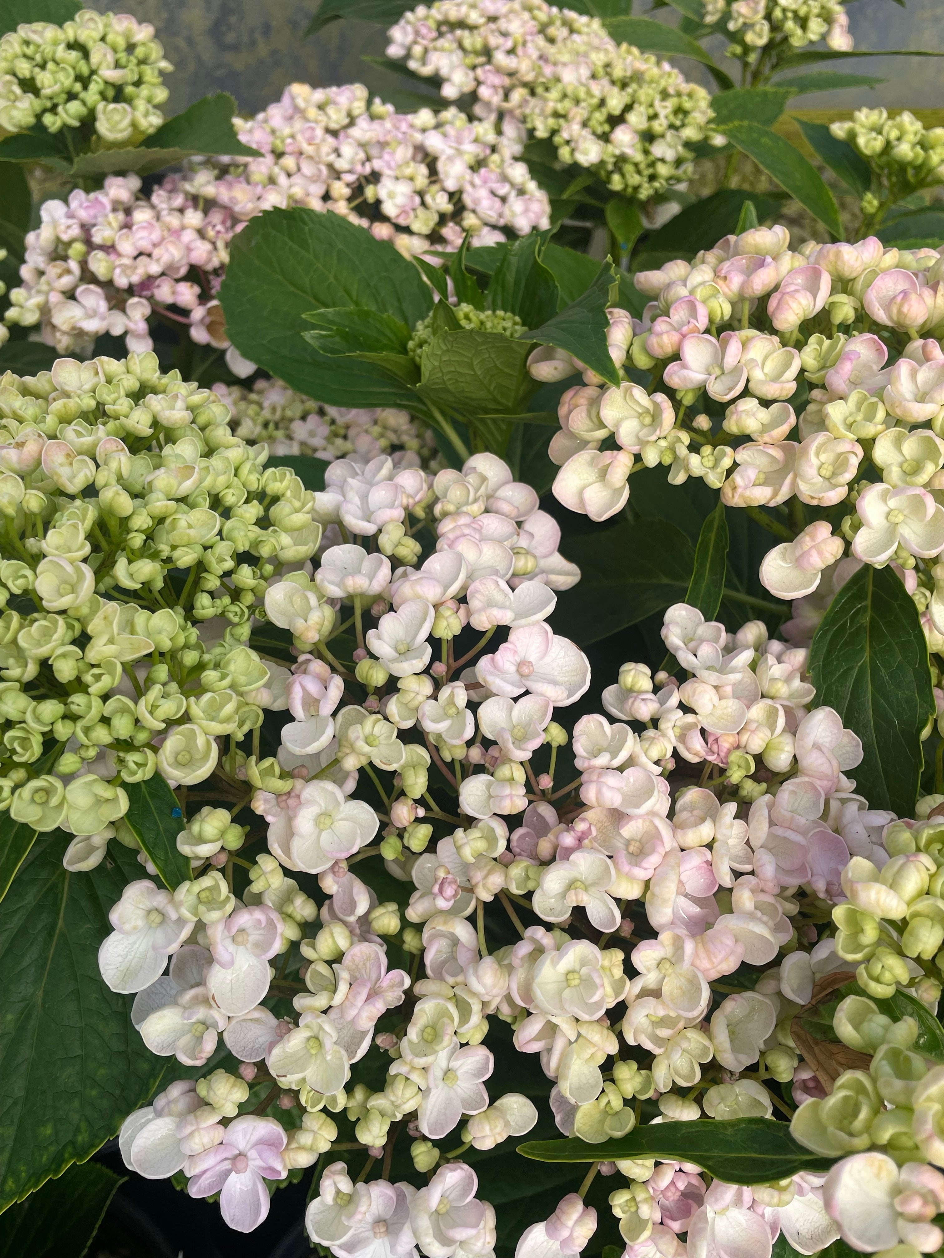 Ayesha Hydrangea | Hydrangea Macrophylla | Purple Hydrangea