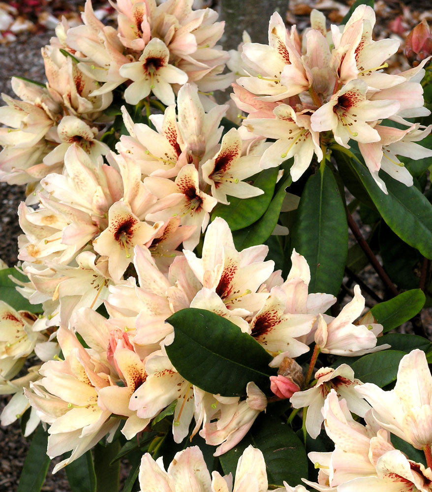 Starbright Champagne – Singing Tree Gardens Nursery