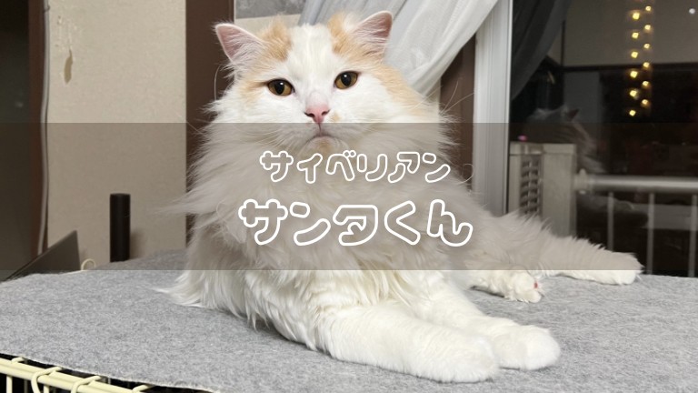 サンタ｜クリームタビー♂｜みんなのサイベリアン紹介31 – みんなの