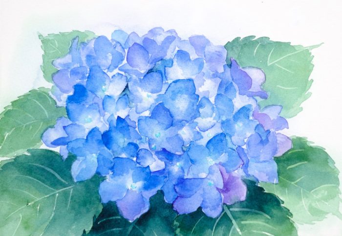 透明水彩で描く紫陽花 - 横浜のアートスタジオ／Sissi（シシ）