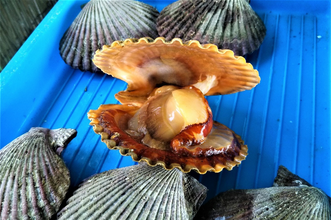 山口県長門市青海島「色鮮やかで美味しいヒオウギ貝」: 山口県・長門市