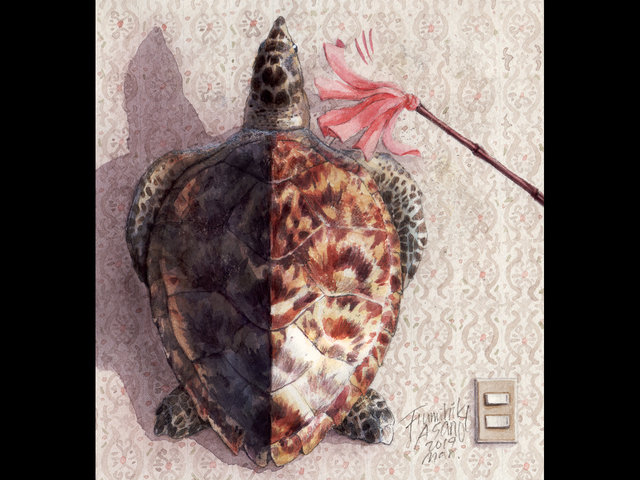 タイマイの剥製 | sotokoto online（ソトコトオンライン）