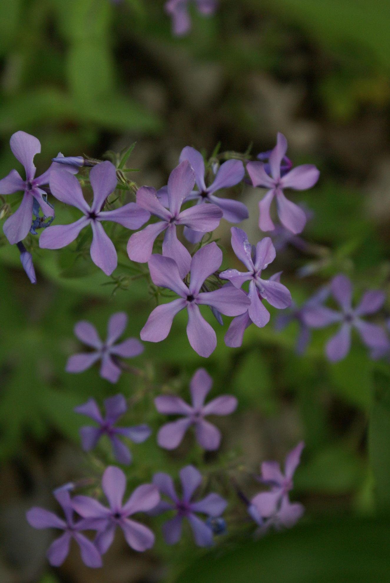 Sow Wild Natives-Woodland Phlox (Phlox divaricata)