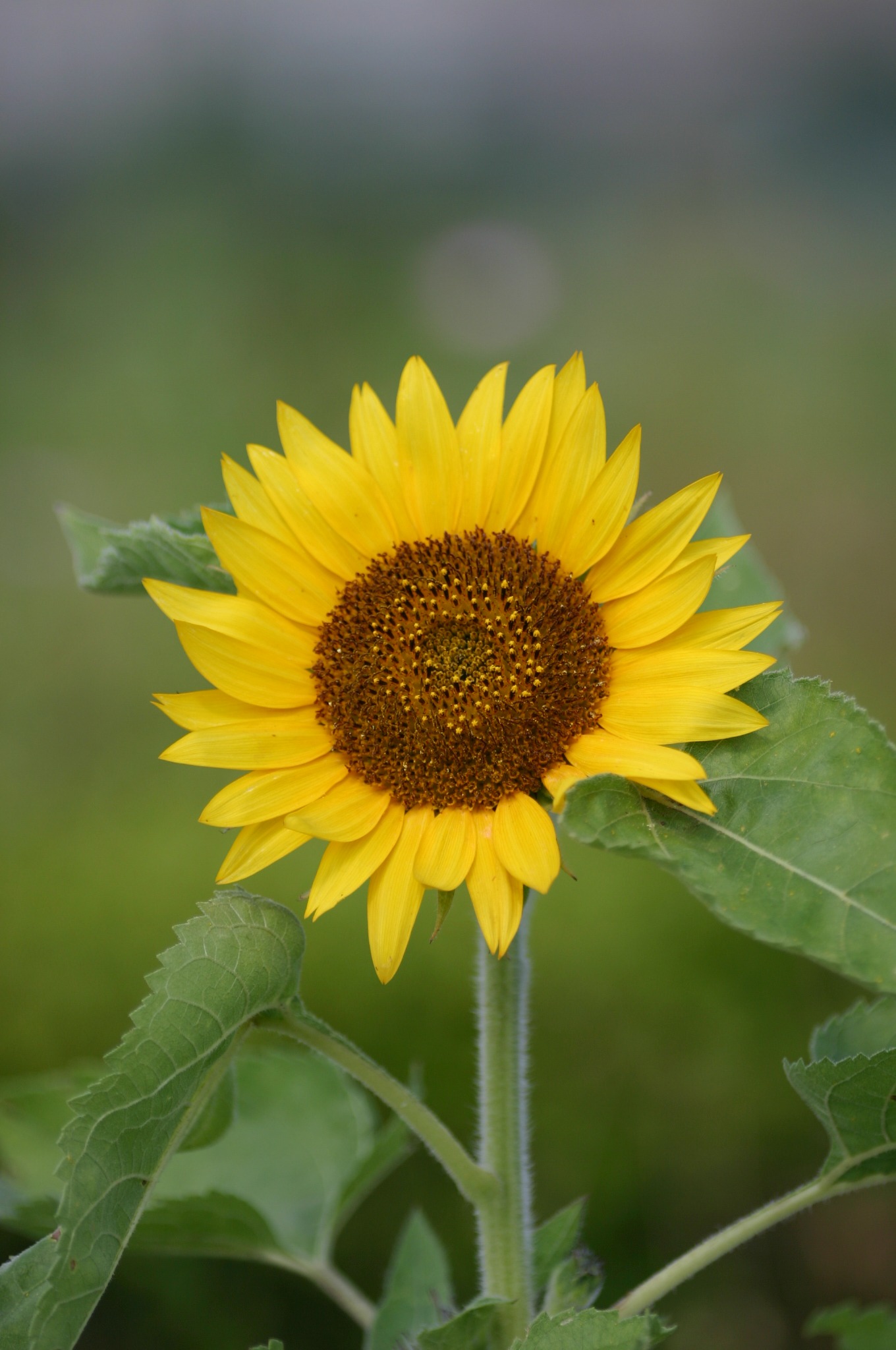 向日葵 - 2000ピクセル以上のフリー写真素材集