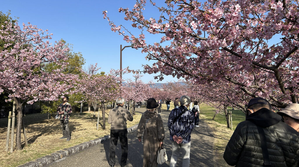 早咲きのサクラ「河津桜」が見頃に！入学の記念撮影に最適です