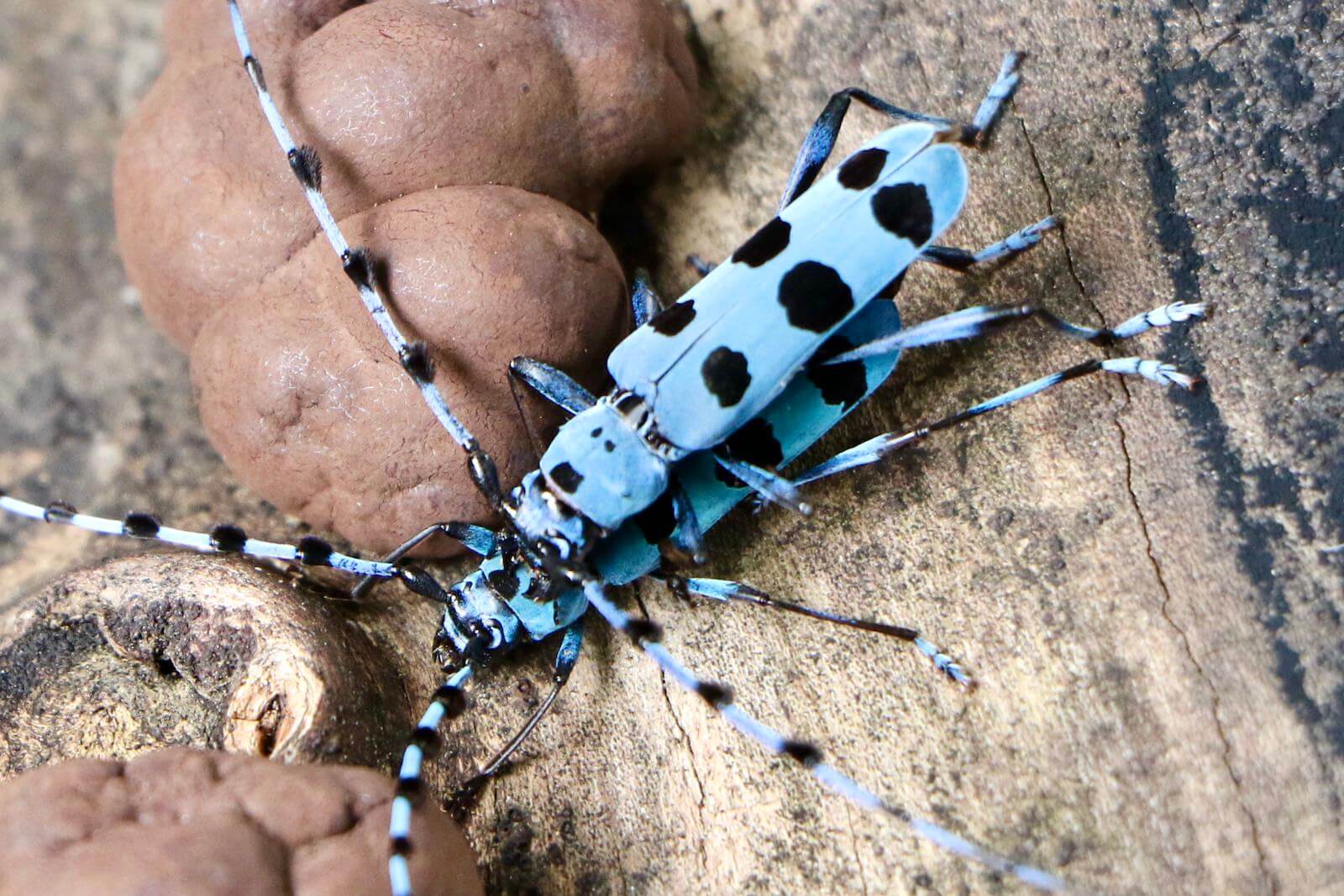 ルリボシカミキリ〜採取、生息場所、生態、死ぬと色が変わる