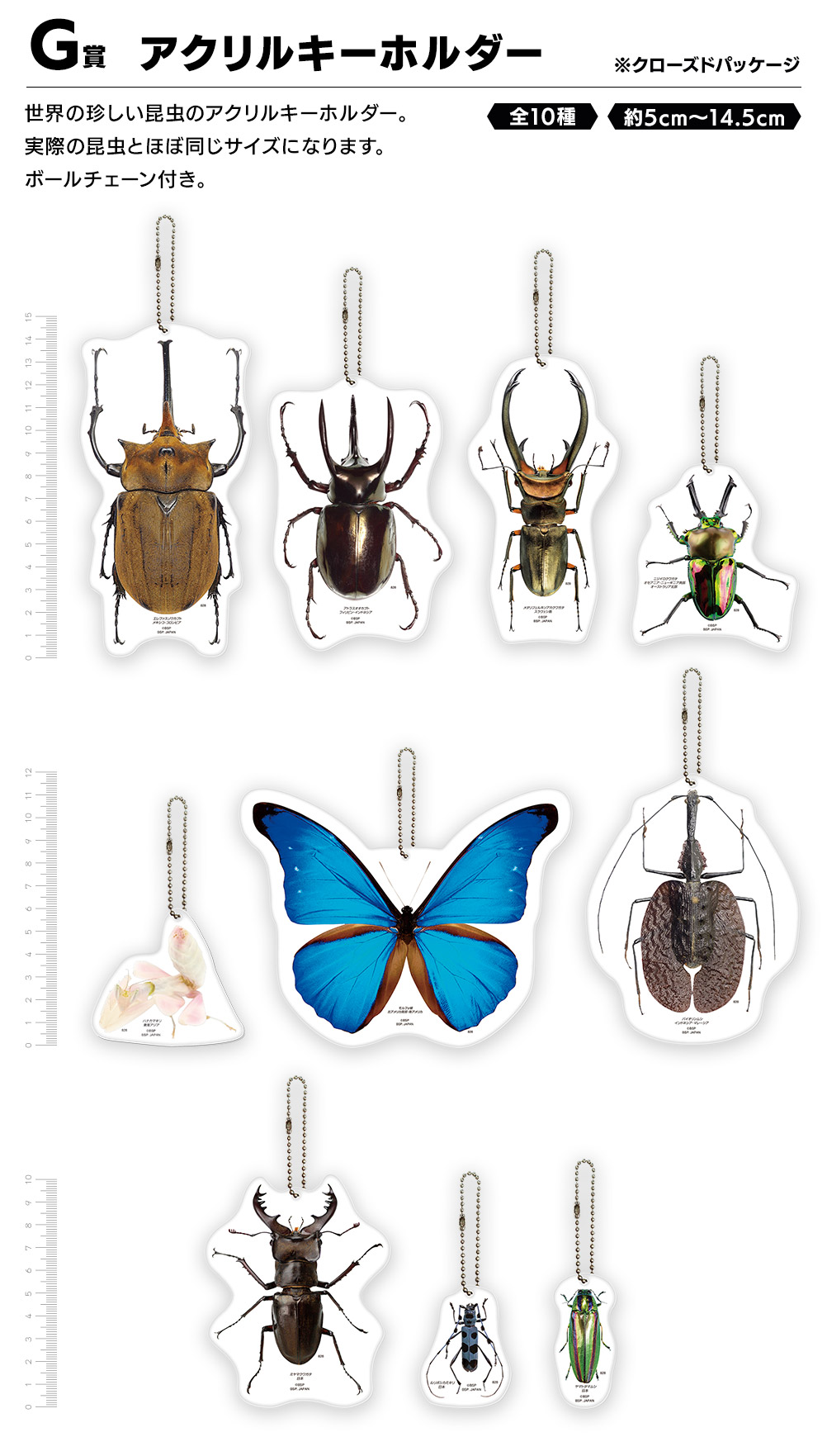 一番くじ昆虫 世界の昆虫だいしゅうごう！｜一番くじ倶楽部｜BANDAI